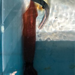 第二八坂丸 釣果