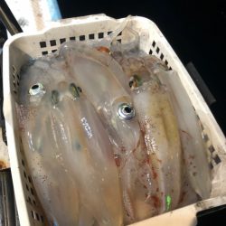 ＴＡＲＯＭＡＲＵ 釣果