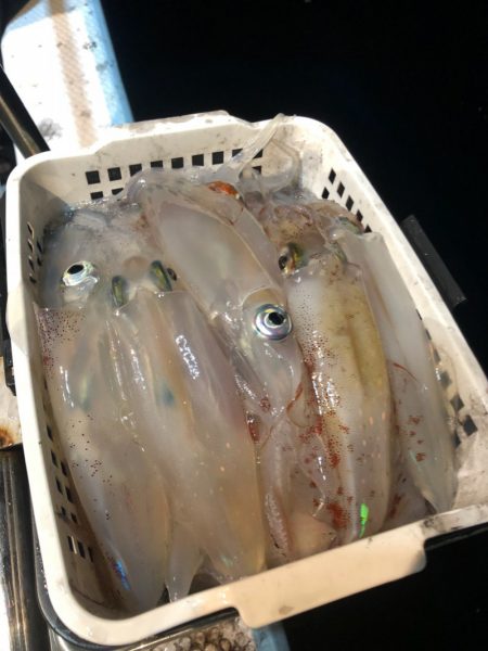 ＴＡＲＯＭＡＲＵ 釣果