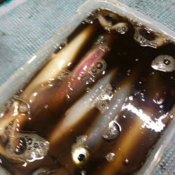 ＴＡＲＯＭＡＲＵ 釣果