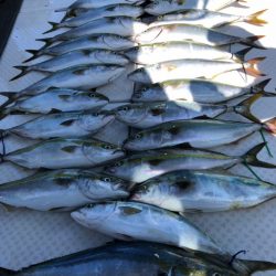 ビッグファイター 釣果