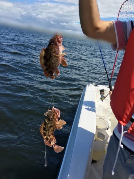 うさぎ丸 釣果