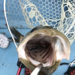 アマテラス 釣果