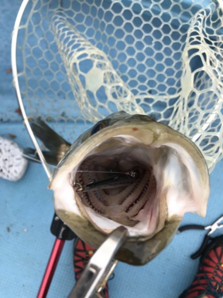 アマテラス 釣果