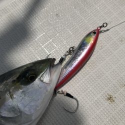 アマテラス 釣果