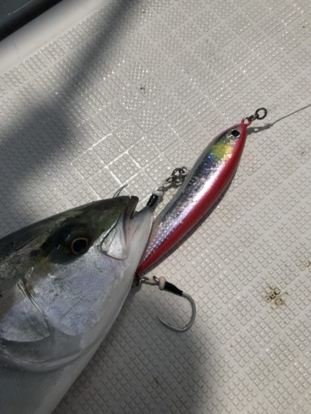 アマテラス 釣果