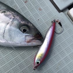 アマテラス 釣果