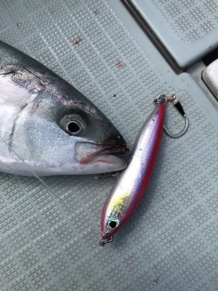 アマテラス 釣果