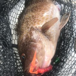 龍神丸(鹿児島) 釣果