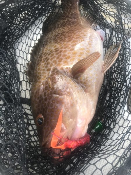 龍神丸（鹿児島） 釣果