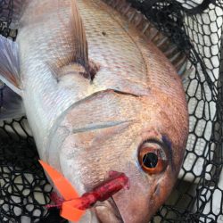 龍神丸(鹿児島) 釣果