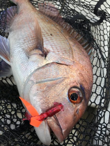 龍神丸(鹿児島) 釣果