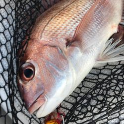 龍神丸(鹿児島) 釣果