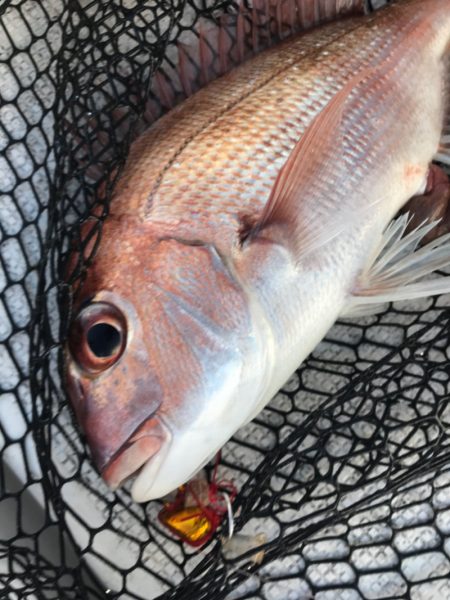 龍神丸(鹿児島) 釣果