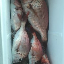 龍神丸(鹿児島) 釣果