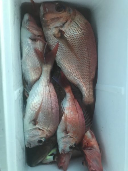 龍神丸(鹿児島) 釣果