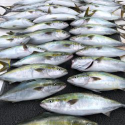 ビッグファイター 釣果