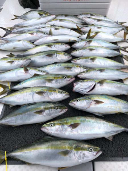 ビッグファイター 釣果