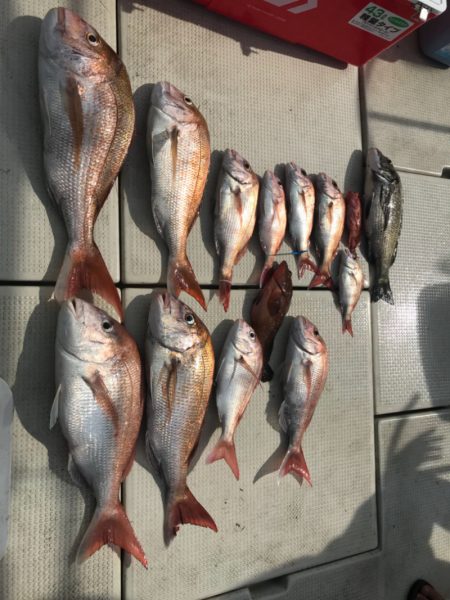 遊漁船メテオ 釣果