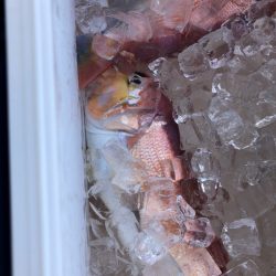 あみや渡船 JIGBOY 釣果