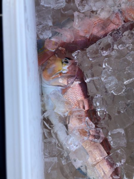 あみや渡船 JIGBOY 釣果