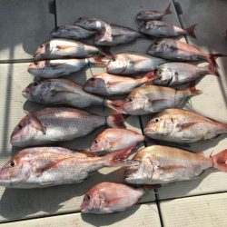 遊漁船メテオ 釣果