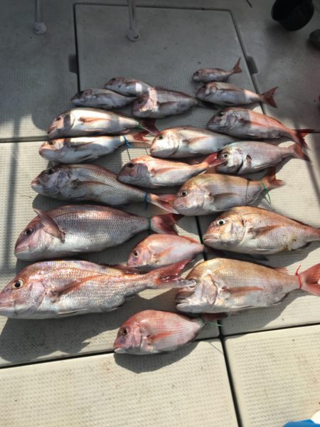 遊漁船メテオ 釣果