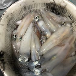 ＴＡＲＯＭＡＲＵ 釣果