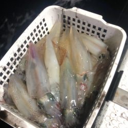 ＴＡＲＯＭＡＲＵ 釣果