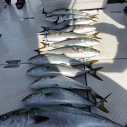 ビッグファイター 釣果