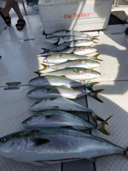 ビッグファイター 釣果