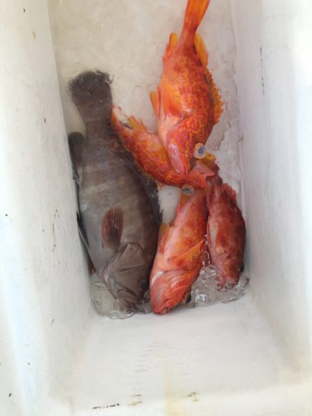 Monster Rush! 釣果