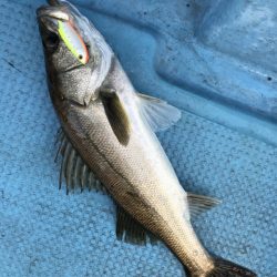 アマテラス 釣果