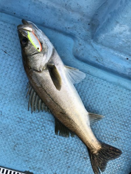 アマテラス 釣果