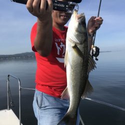 アマテラス 釣果