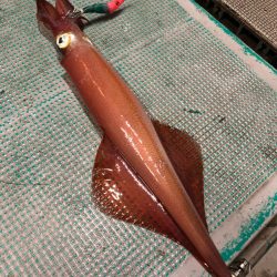 ＴＡＲＯＭＡＲＵ 釣果