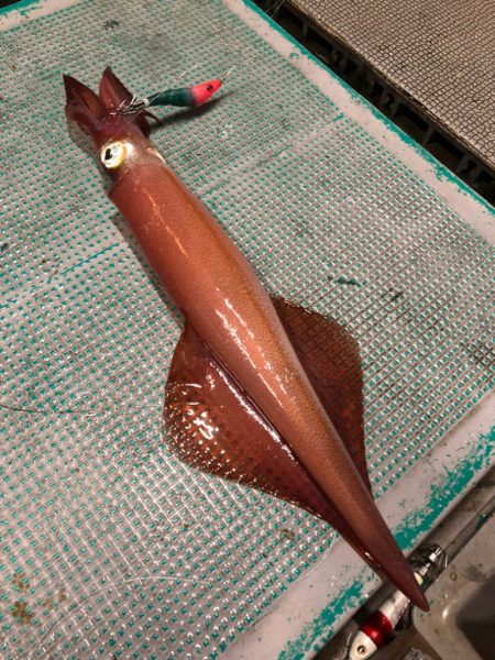 ＴＡＲＯＭＡＲＵ 釣果