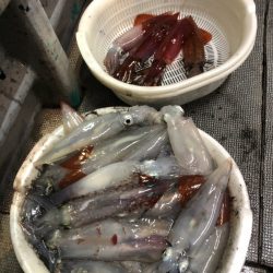 ＴＡＲＯＭＡＲＵ 釣果