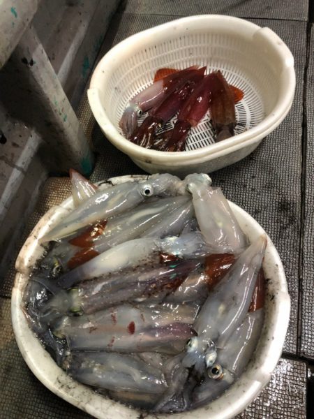 ＴＡＲＯＭＡＲＵ 釣果