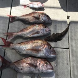 遊漁船メテオ 釣果