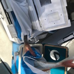 遊漁船メテオ 釣果