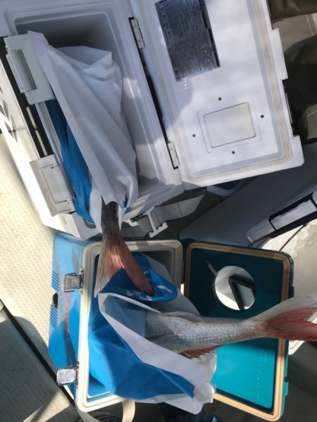 遊漁船メテオ 釣果