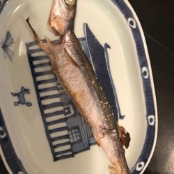 龍神丸(鹿児島) 釣果