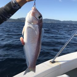 アマテラス 釣果