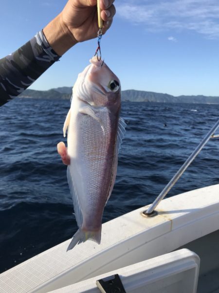 アマテラス 釣果