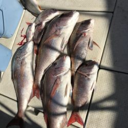 遊漁船メテオ 釣果