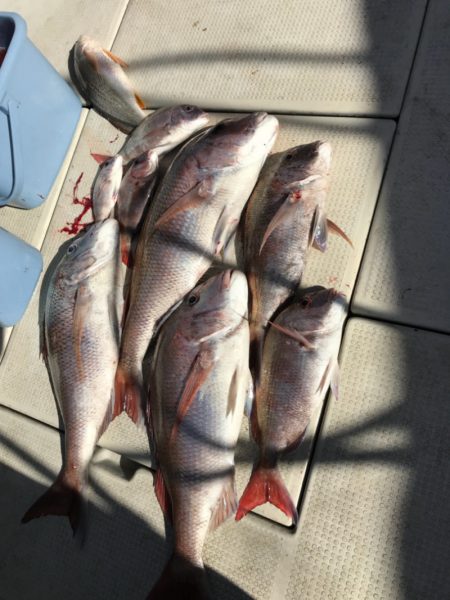 遊漁船メテオ 釣果