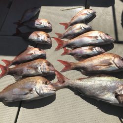 遊漁船メテオ 釣果