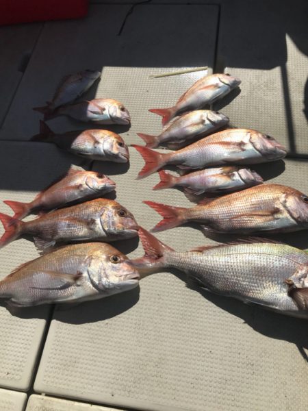 遊漁船メテオ 釣果