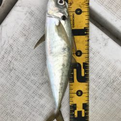 龍神丸(鹿児島) 釣果